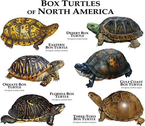 box turtle species